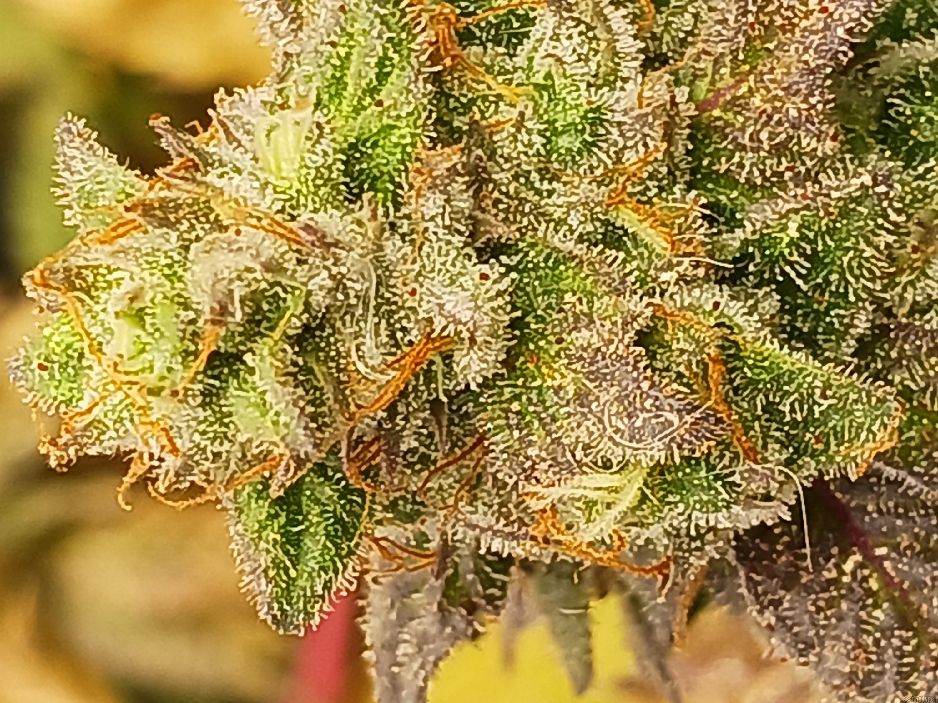 Kali Snapple flowering cannabis, as labeled by the cited photo source