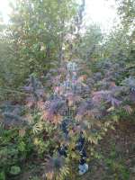 First Sativa archive 2