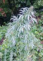 First Sativa archive 1