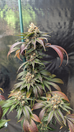 An image of Hudson Valley Sour