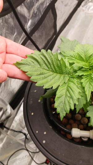 EazyDaze Maui archive 1