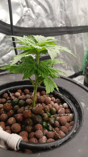 EazyDaze Maui archive 3