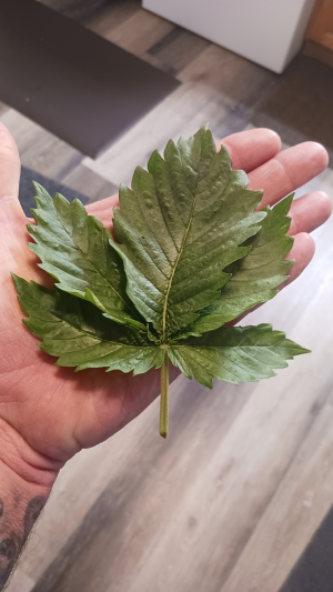 EazyDaze Maui archive 4