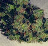 5th Element archive 6