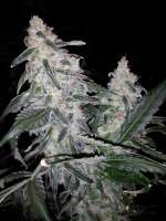 An image of Chaos Kush