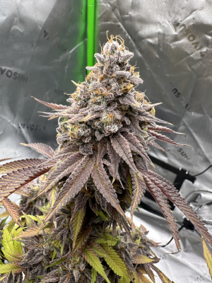 An image of Lemon Cherry Burst