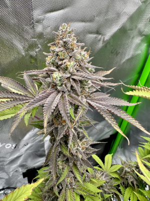 An image of Lemon Cherry Burst