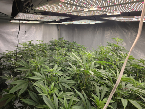 Tahitian Sunrise archive 2