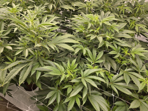 Tahitian Sunrise archive 1