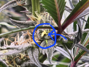 Tahitian Sunrise archive 4