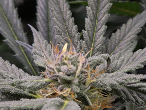 Tahitian Sunrise archive 3