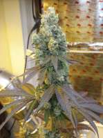 An image of White Heat