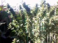 Cherry OG: strain page photo, credit seedfinder.eu, copyright status shown with credit copyright unverified