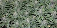 An image of Grapefruit Krush