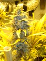 An image of Grapefruit Krush