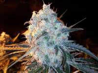 An image of Lost Coast OG