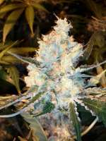 An image of Lost Coast OG
