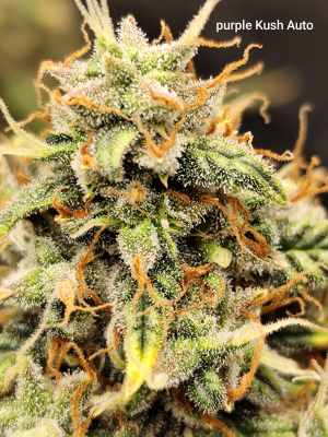 An image of Royal Purple Kush Auto