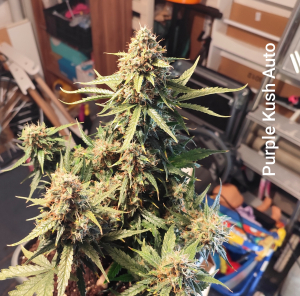 An image of Royal Purple Kush Auto