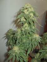 An image of Sour Lemon OG