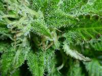 An image of Super Sour OG