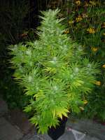 An image of Super Sour OG