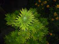 An image of Super Sour OG