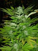 An image of Super Sour OG