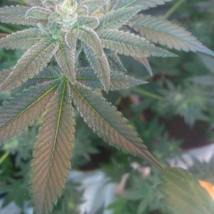 An image of Trinity Kush