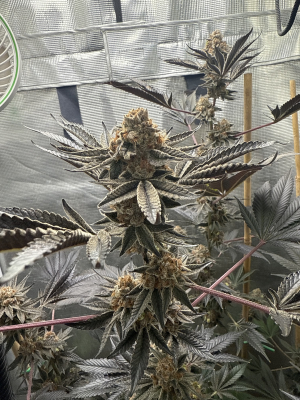 Jezus Juice archive 1