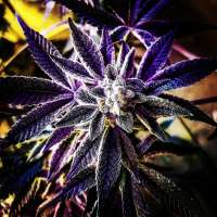 Whipped Banana archive 1