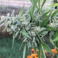 African Orange archive 2