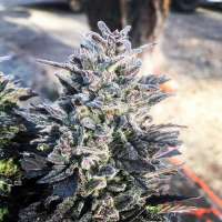 African Orange archive 4