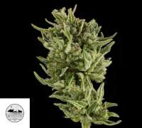 African Orange archive 5