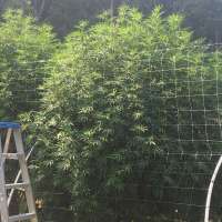 African Orange archive 3