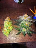 10th Planet archive 6