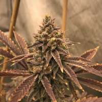 10th Planet archive 3