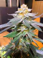 10th Planet archive 5