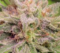 Banana Daddy Auto archive 1