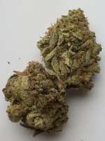 Banana Hammock archive 3