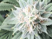 Banana Hammock archive 4