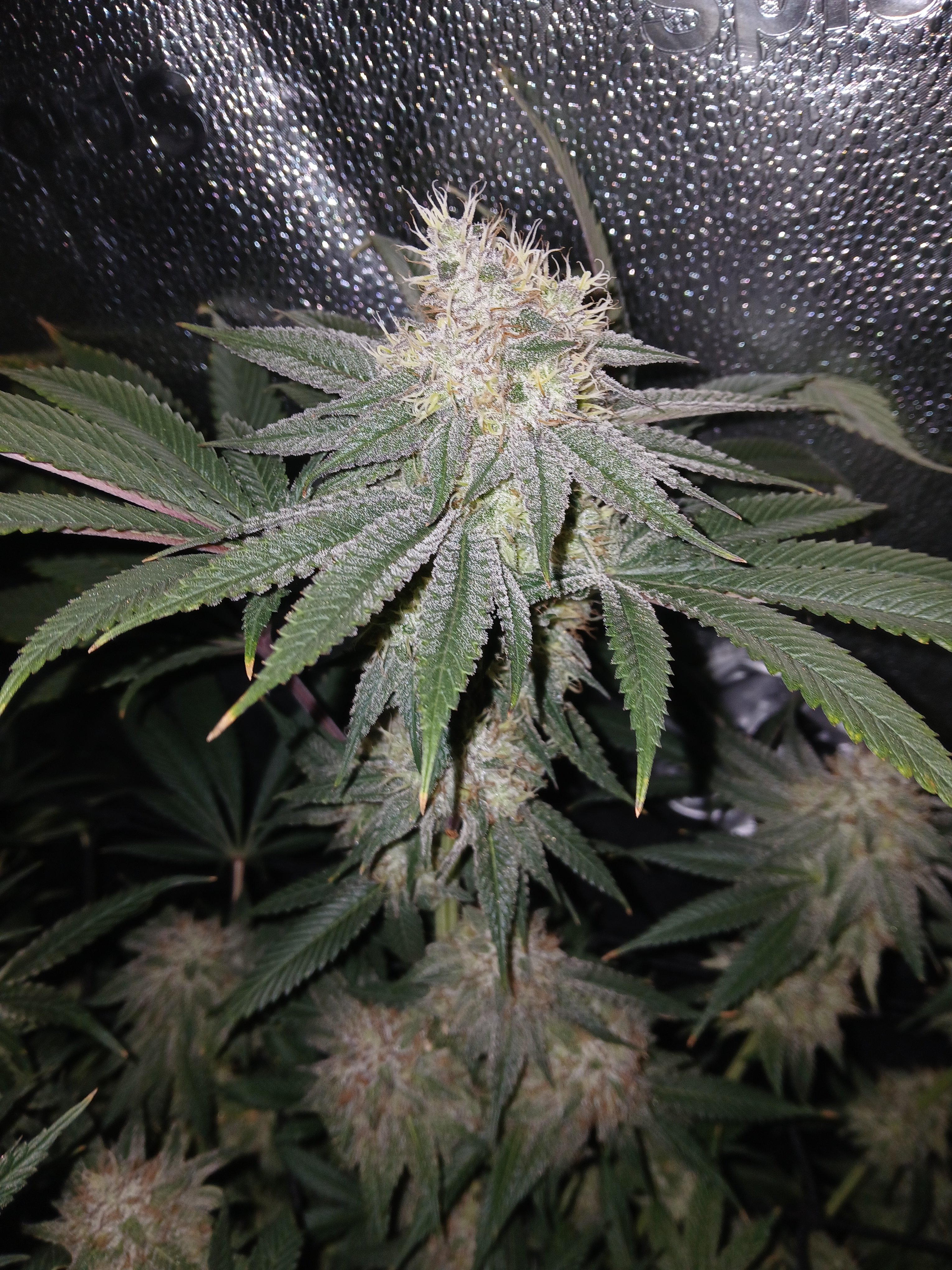 Colin OG flowering cannabis, as labeled by the cited photo source