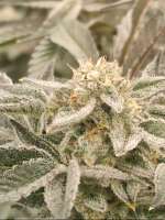 Ethos Cookies R2 archive 1