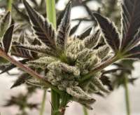 Ethos Cookies R2 archive 2