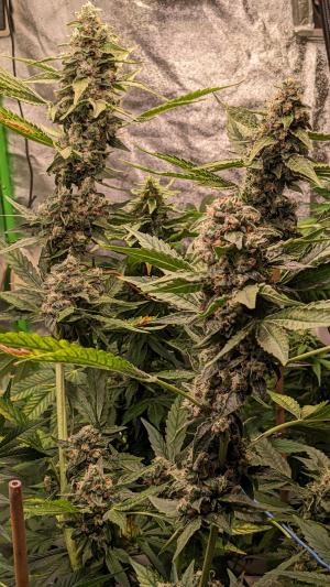 An image of Ethos OG