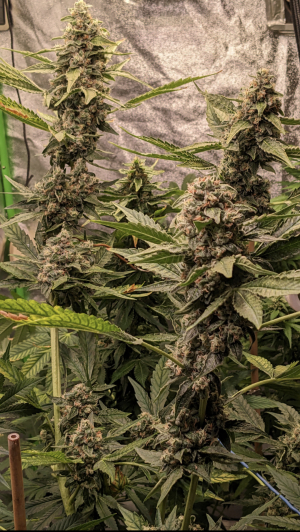 An image of Ethos OG
