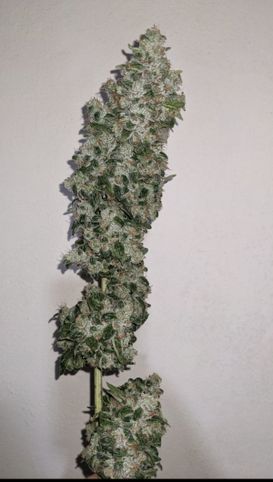 An image of Ethos OG