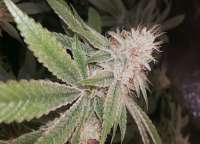 An image of Lemon OG Haze