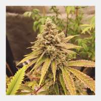 Lilac Diesel: strain page photo, credit seedfinder.eu, copyright status shown with credit copyright unverified