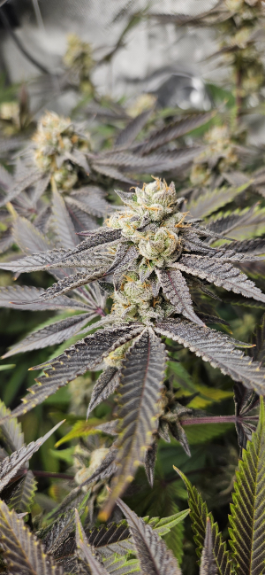 Mandarin Cookies: strain page photo, credit seedfinder.eu, copyright status shown with credit copyright unverified